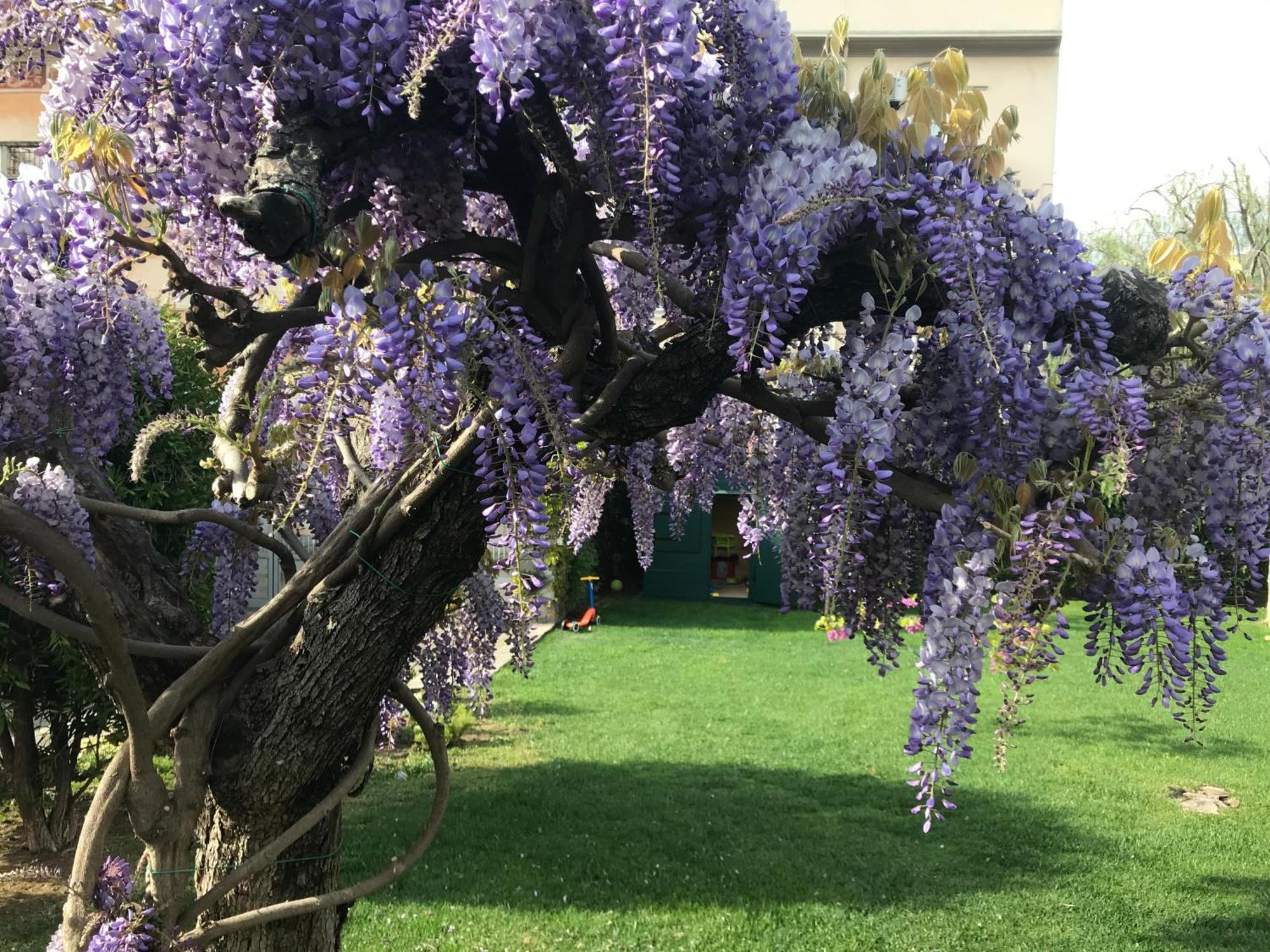 Villa Marlene B&B Αλμπένγκα Εξωτερικό φωτογραφία