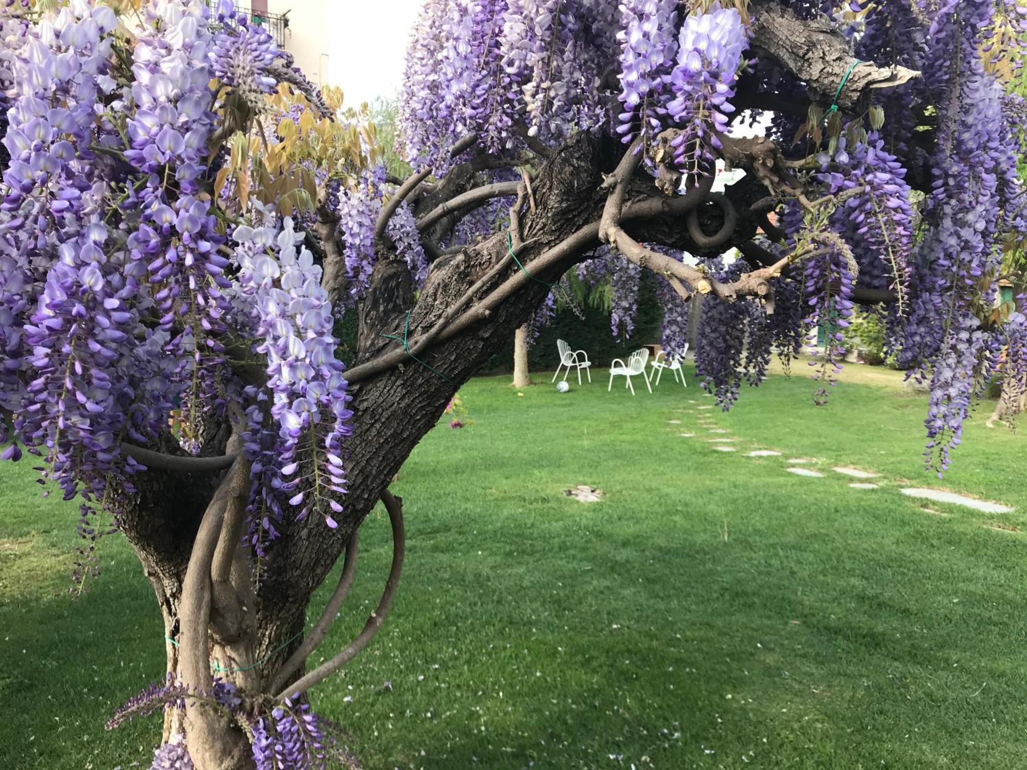 Villa Marlene B&B Αλμπένγκα Εξωτερικό φωτογραφία